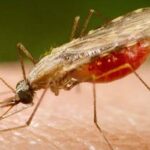 Falta de diagnóstico é obstáculo para eliminação da malária no Brasil