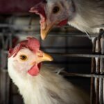 Goiás confirma 1º caso de gripe aviária em galinhas criadas em quintal