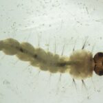 Brasil inaugura maior biofábrica do mundo de mosquitos “do bem”