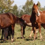 Ração contaminada mata 245 equinos em quatro estados
