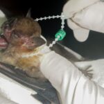 DF tem dois casos de raiva em morcegos e Saúde intensifica cuidados