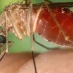 Antes restrita à Amazônia, febre oropouche se espalha pelo país