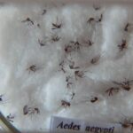 Pesquisa do Butantan padroniza nomenclatura de vírus da dengue