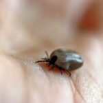 Parque no interior de SP é interditado após mortes por febre maculosa